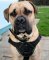Strong Boerboel Harness with Padded Chest Plate, Nylon
