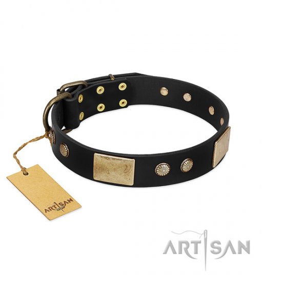 Smart Dog Collar Black Leather with Brass Plates & Studs Artisan