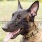 Spiked Dog Collars for Belgian Shepherd