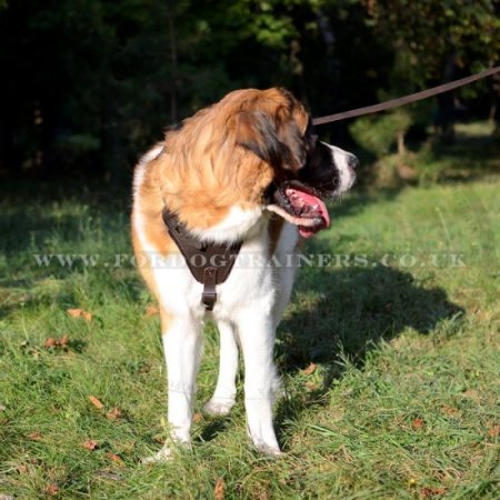 Extra Large Strong Dog Harness K9 for Big Dogs K9 Brown Leather