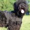 Black Russian Terrier Harness with Handle for Multi-Purpose Use