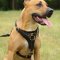 Leather Dog Harness for Pitbull Tracking Walking UK - XL Only!