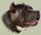 Staffordshire Bull Terrier Collars Spiked-Studded Design