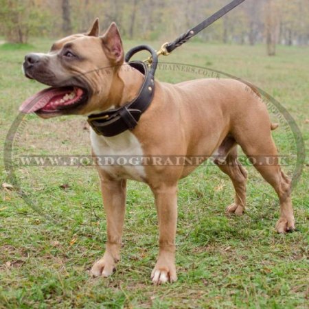 American Staffordshire Bull Terrier Strong Collar with Handle