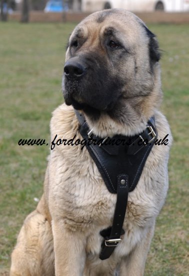 Caucasian Shepherd Harness | Dog Training Harness K9