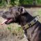 Dog Collars for Pitbulls Bestseller | Pitbull Collars Best Style