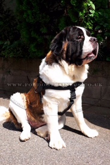 Get St Bernard Harness UK Bestseller to Stop Dog Pulling Leash