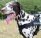 K9 Training Dog Harness for Dalmatian