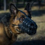 Leather German Shepherd Muzzle Size UK Bestseller