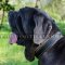 Mastiff Dog Collar UK | Padded Dog Collar for Italian Mastiff