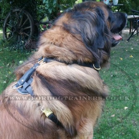 Large Leather Dog Harness UK Bestseller K9 Padded