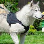 Akita Husky Dog Harness with Handle | Nylon Dog Harness NEW