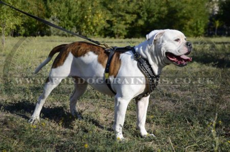 American Bulldog Harness with Studs | Luxury Dog Harness Padded