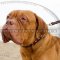 The Best Dogue De Bordeaux Collar Design for Smart Walking