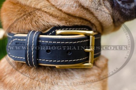 Shar Pei Dog Collar Soft Nappa Padded Design with a Strong Belt Buckle