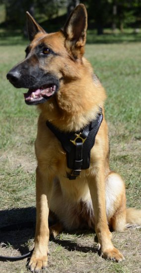 Comfy German Shepherd Harness K9 and Walking Design