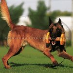 New Dog Dumbbell Toy for Dog Agility and Physical Exercises_1