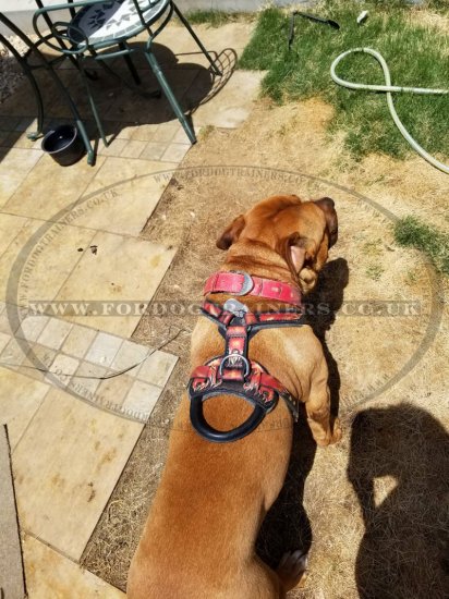 Hand Painted Designer Dog Harness for Large Dog in Flame Style