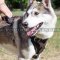 Best Training Dog Harness for Siberian Laika, Malamute and Husky