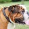 British Bulldogs Collar UK | Braided Dog Collar for Bulldog