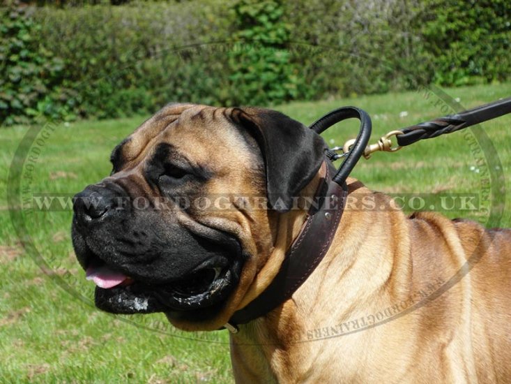 The Best Boerboel Mastiff Dog Collars with Handle 2 Ply Leather