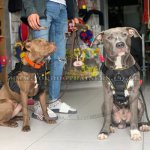 Light & Strong Padded Nylon Dog Harness with Handle XS-XL Sizes_13