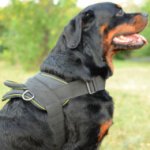 Rottweiler Harness for Multi-Purpose Use | Nylon Dog Harness UK