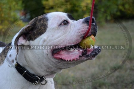 Solid Rubber Ball for Dogs 2.4 in, The Best Strong Dog Toy for Training