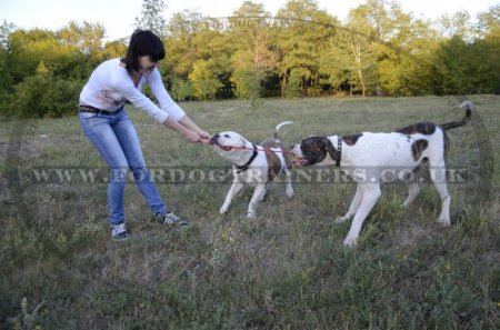 Solid Rubber Ball for Dogs 2.4 in, The Best Strong Dog Toy for Training