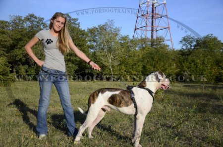 American Bulldog Harness with Luxury Spiked Design