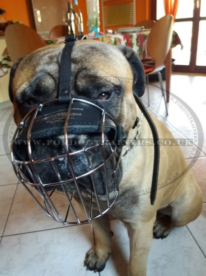 The Best Dog Muzzle for Bullmastiff Muzzle Size