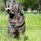 Mastiff Dog Harness - Favorite UK | Dog Harness UK
