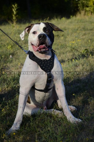 American Bulldog Harness with Luxury Spiked Design