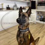 Dog Training Collar K9 with Patches and Quick Release Buckle_2
