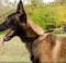 Soft Leather Half Choker Dog Collar for Malinois Shepherd