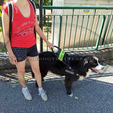 Guide Dog Harness with Bridge Handle, High Vis and Patches