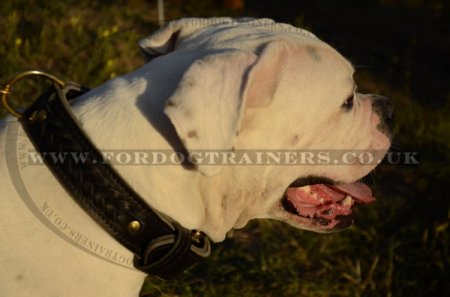 American Bulldog Collars UK Braided Leather Design