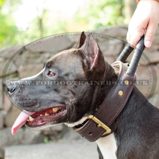 American Staffordshire Bull Terrier Strong Collar with Handle