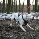 Strong & Soft Padded Leather Dog Harness K9_6