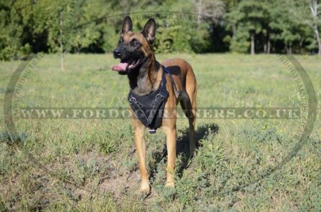 Protection/Attack Leather Dog Harness for Belgian Malinois