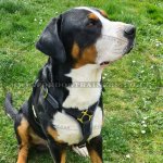 Dog Harness Real Leather with Soft Padded Chest XL ONLY!_6