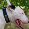 Personalized Dog Collar with ID Tag for English Bull Terrier