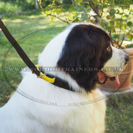 Dog Leather Collar with Handle and Chromium Plated Hardware