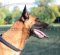 Braided Leather Dog Collar for Belgian Shepherd