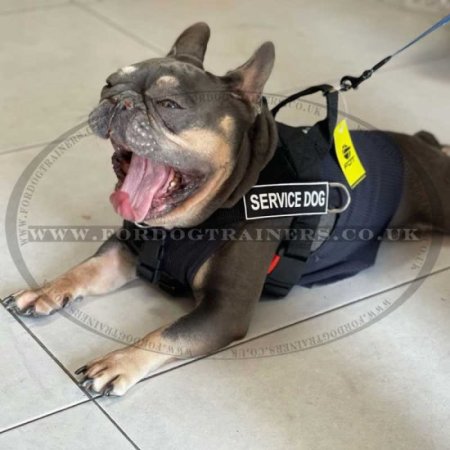 The Best French Bulldog Harness for Stop Dog Pulling for Small Dogs