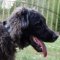 "Gallant Look" Designer Big Dog Collar for Caucasian Shepherd