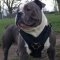 Dog Harness UK Bestseller for Old English Bulldog
