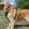 Luxury Dog Harness for Golden Retriever