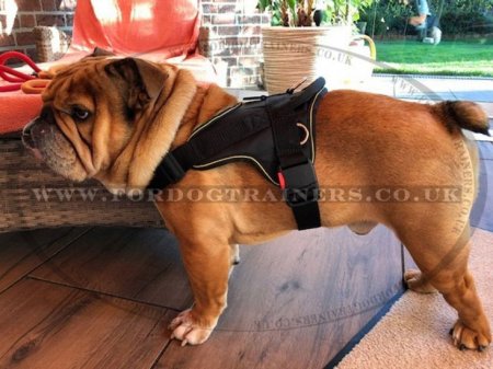 English Bulldog Harness for Sale | Nylon Dog Harness for Bulldog