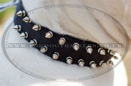 "Thorns Of Roses" Studded Nylon Dog Collar For American Bulldog